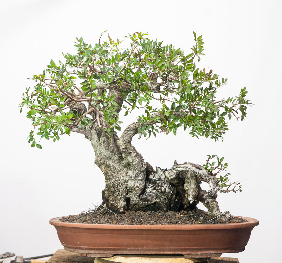 چگونه بونسای پسته پرورش دهیم ؟